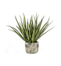 Aloe with Bark Effect Pot Accessories Regency Studio 