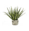 Aloe with Bark Effect Pot Accessories Regency Studio 