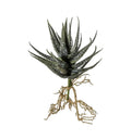 Aloe with Roots Green Accessories Regency Studio 