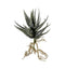 Aloe with Roots Green Accessories Regency Studio 