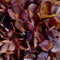 Autumn Coffee Hydrangea Accessories Hill Interiors 