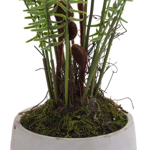 Boston Large Potted Fern Accessories Hill Interiors 