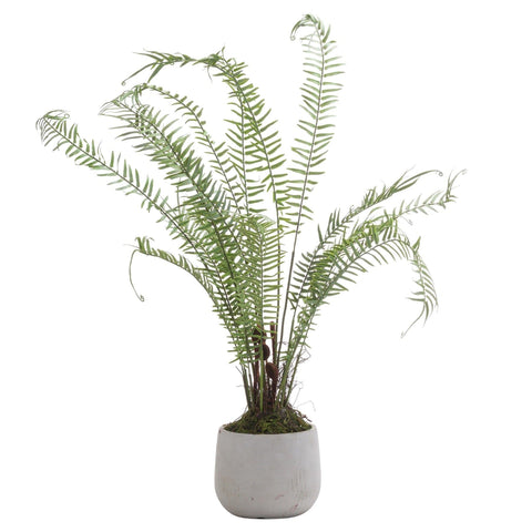 Boston Large Potted Fern Accessories Hill Interiors 