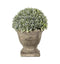 Boxwood with Stone Effect Urn Accessories Regency Studio 