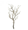 Branch Natural (6pk) Accessories Regency Studio 