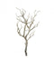 Branch Natural (6pk) Accessories Regency Studio 