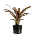 Bromelaid Russet with 21 Leaves Accessories Regency Studio 