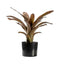 Bromelaid Russet with 21 Leaves Accessories Regency Studio 