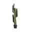 Cactus Desert Medium Accessories Regency Studio 