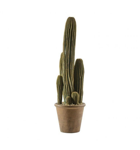Cactus San Pedro Large Accessories Regency Studio 