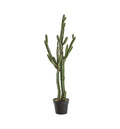 Cactus Stetsonia Accessories Regency Studio 