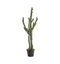 Cactus Stetsonia Accessories Regency Studio 