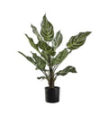 Calathea with 15 Leaves Accessories Regency Studio 