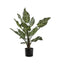 Calathea with 15 Leaves Accessories Regency Studio 