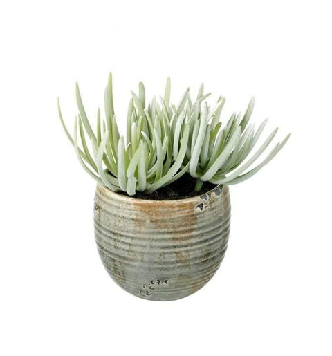 Crassula Potted Dusky Green (2pk) Accessories Regency Studio 