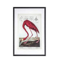 Curious Flamingo Framed Art Accessories Regency Studio 