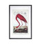 Curious Flamingo Framed Art Accessories Regency Studio 