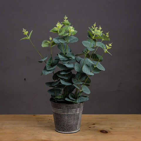 Eucalyptus In Tin Pot Accessories Hill Interiors 