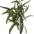 Eucalyptus Nicholii Spray Accessories Hill Interiors 