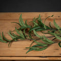 Eucalyptus Nicholii Spray Accessories Hill Interiors 