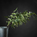 Eucalyptus Nicholii Spray Accessories Hill Interiors 
