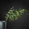 Eucalyptus Nicholii Spray Accessories Hill Interiors 
