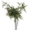 Eucalyptus Nicholii Spray Accessories Hill Interiors 