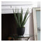 Faux Aloe Plant Gifts & Hampers Regency Studio 