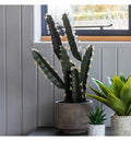 Faux Cactus Large (2pk) Accessories Regency Studio 