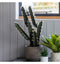 Faux Cactus Large (2pk) Accessories Regency Studio 