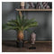 Faux Cycad Plant Gifts & Hampers Regency Studio 