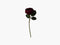 Faux Flora Roses in three colours by Lene Bjerre Faux Flora Lene Bjerre Deep Red 