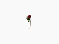 Faux Flora Roses in three colours by Lene Bjerre Faux Flora Lene Bjerre Traditional Red 