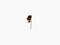 Faux Flora Roses in three colours by Lene Bjerre Faux Flora Lene Bjerre Traditional Red 