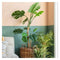 Faux Monstera Tree Gifts & Hampers Regency Studio 