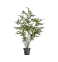 Fern Asparagus Large Accessories Regency Studio 