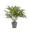 Fern Asparagus Small Accessories Regency Studio 