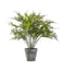 Fern Asparagus Small Accessories Regency Studio 