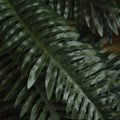 Fern Bunch Accessories Hill Interiors 