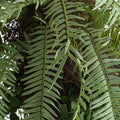Fern Hanging Basket Arrangment Accessories Hill Interiors 