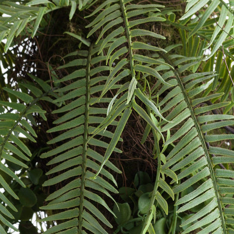 Fern Hanging Basket Arrangment Accessories Hill Interiors 