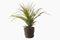 Flora Air Faux Plant by Lene Bjerre Faux Flora Lene Bjerre 