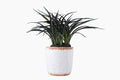 Flora Plant by Lene Bjerre Faux Flora Lene Bjerre 