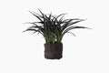 Flora Plant by Lene Bjerre Faux Flora Lene Bjerre 