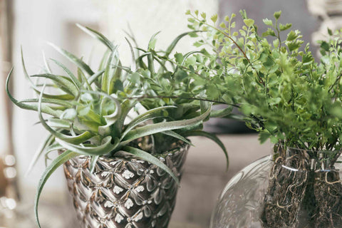 Flora Succulent Artificial Plant by Lene Bjerre Faux Flora Lene Bjerre 