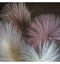 Goma Soft Feather Stem Dark Blush (5pk) Accessories Regency Studio 