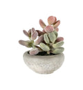 Graptoveria with Cement Bowl Small Accessories Regency Studio 