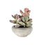Graptoveria with Cement Bowl Small Accessories Regency Studio 