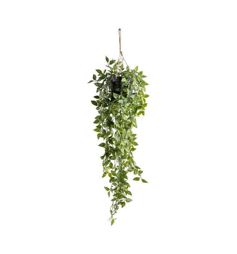 Hanging Scindapsus Large Accessories Regency Studio 