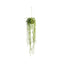 Hanging Senecio with Moss Ball Accessories Regency Studio 